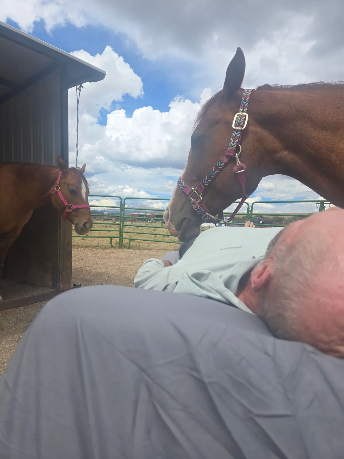A chestnut horse leaning in over a client on the table, with a second horse watching from the shade of an open shelter.