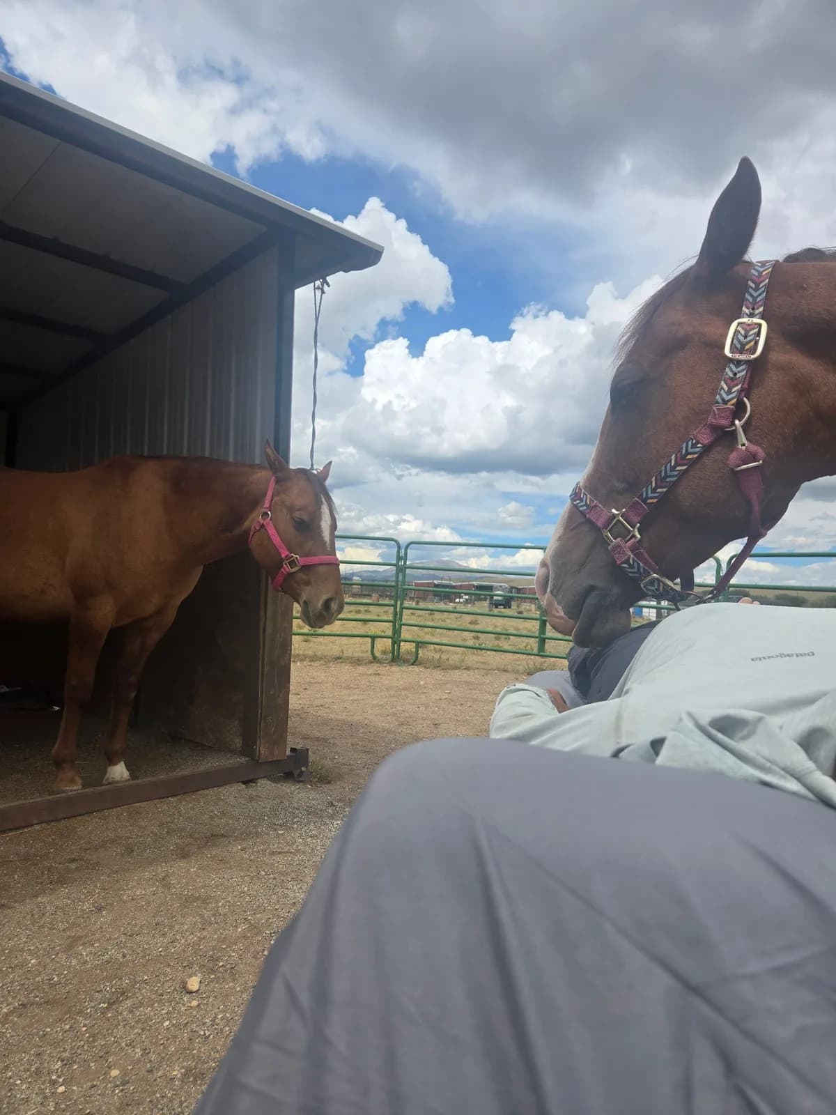 Two horses in a Colorado pasture under tall summer clouds, one in the shelter and one beside the table.